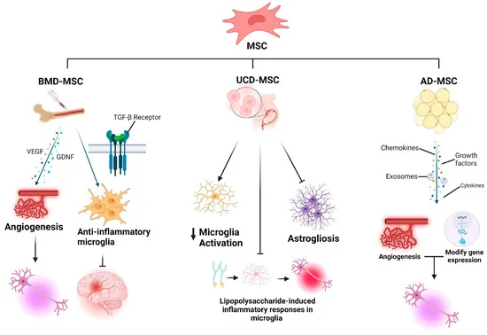 圖1：神經干細胞（NSCs）、間充質干細胞（MSCs）和誘導多能干細胞（iPSCs）的分化潛能。