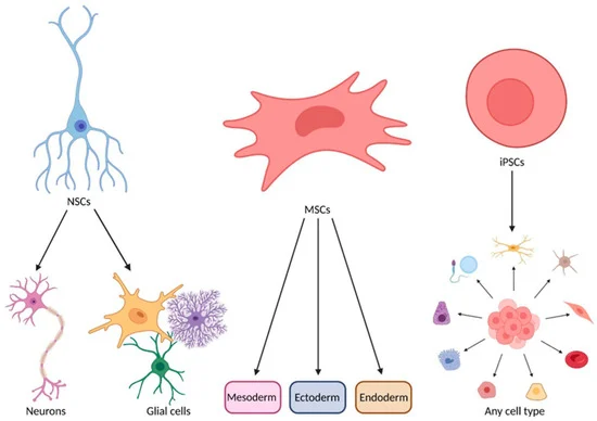 圖2：MSCs在ALS治療中的作用機制