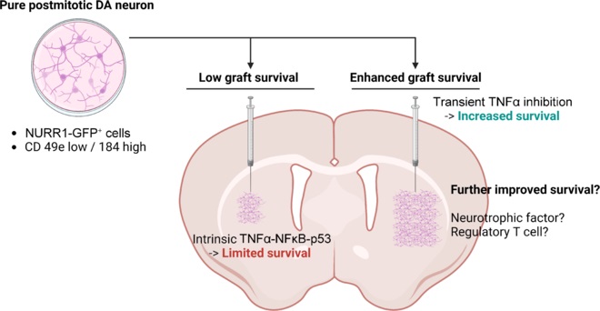 圖1：本文探討了提高移植后經NURR1驅動的GFP表達或基于CD49e和CD184標記分離純化的有絲分裂后多巴胺能神經元體內存活率的策略。