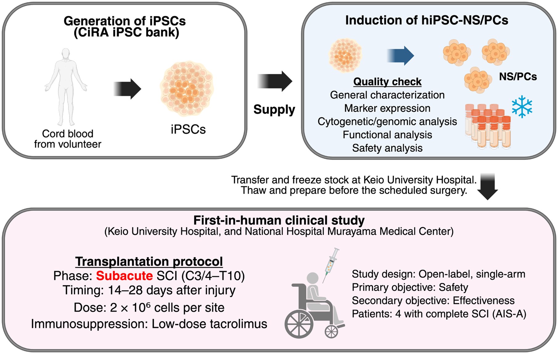 圖1:hiPSC-NS/PC制備及首次人體移植治療亞急性脊髓損傷。 圖1:hiPSC-NS/PC制備及首次人體移植治療亞急性脊髓損傷。