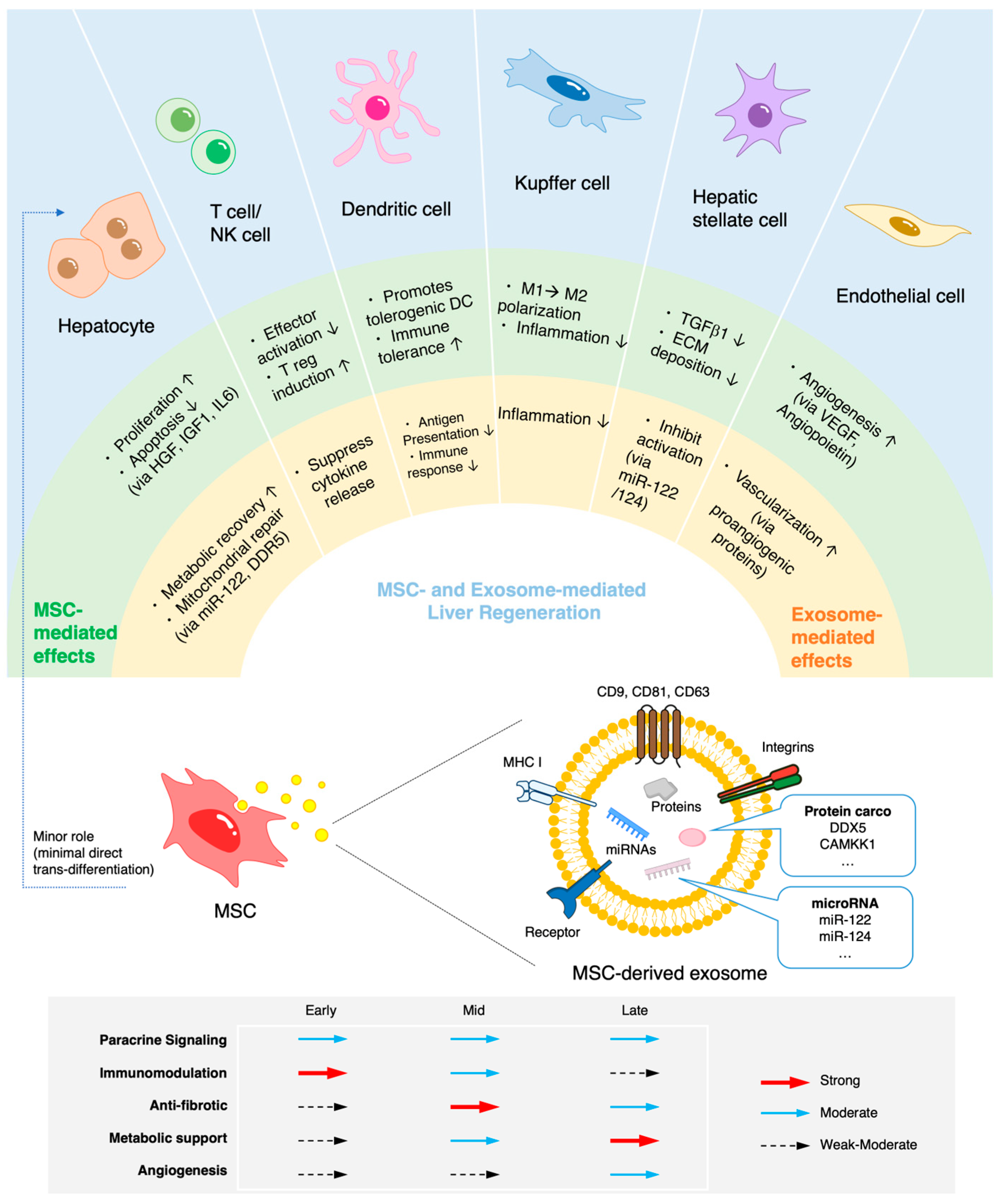 圖1:MSC介導的肝臟再生機制。MSC的作用并非嚴格按順序發生,而是多個過程相互重疊,其優勢程度取決于肝損傷和修復的不同階段。 圖1:MSC介導的肝臟再生機制。MSC的作用并非嚴格按順序發生,而是多個過程相互重疊,其優勢程度取決于肝損傷和修復的不同階段。