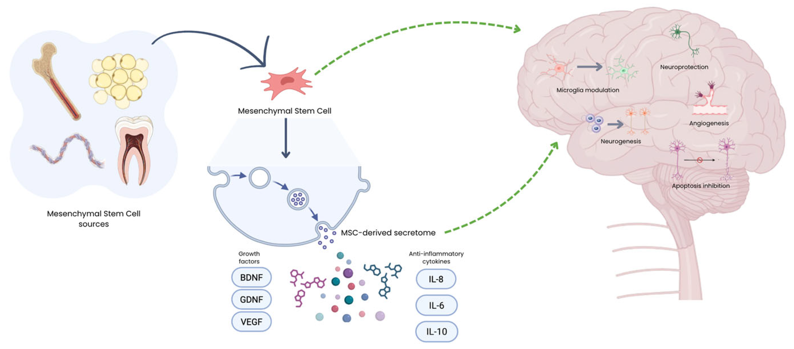 圖1:MSC來源及其在神經(jīng)退行性疾病中的治療機(jī)制示意圖。給藥后,MSC主要通過釋放生物活性分泌組發(fā)揮作用,該分泌組由細(xì)胞外囊泡、生長因子和免疫調(diào)節(jié)細(xì)胞因子組成。 圖1:MSC來源及其在神經(jīng)退行性疾病中的治療機(jī)制示意圖。給藥后,MSC主要通過釋放生物活性分泌組發(fā)揮作用,該分泌組由細(xì)胞外囊泡、生長因子和免疫調(diào)節(jié)細(xì)胞因子組成。