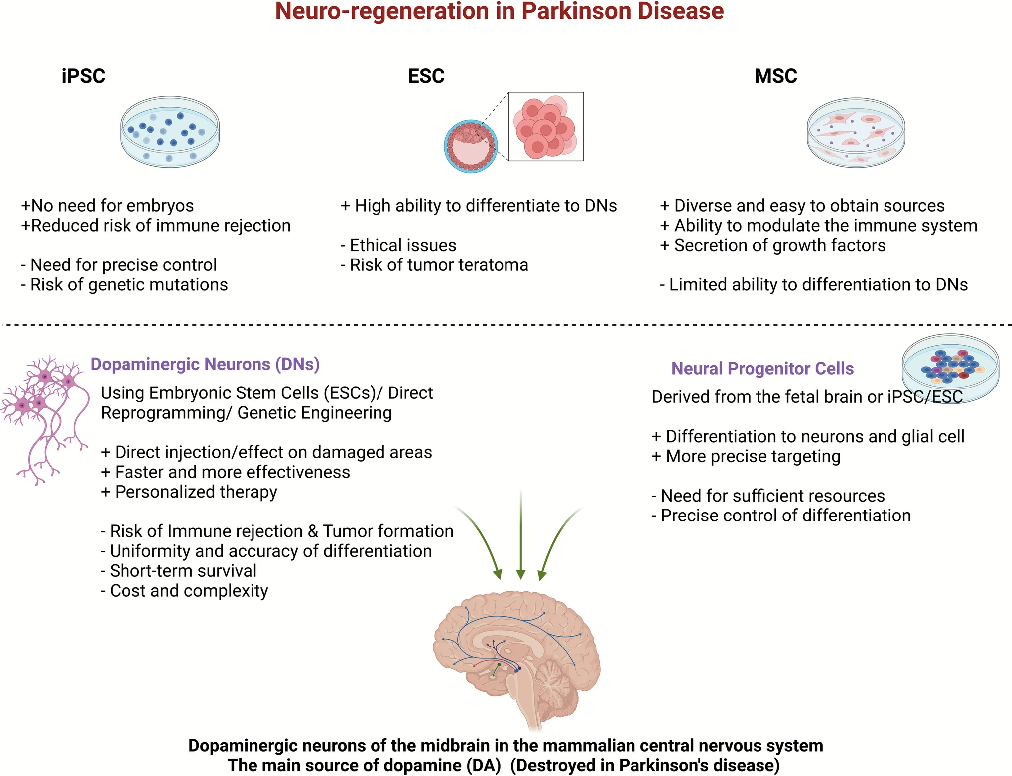圖2:用于帕金森病細(xì)胞療法的不同干細(xì)胞來源及其優(yōu)缺點(diǎn) 圖2:用于帕金森病細(xì)胞療法的不同干細(xì)胞來源及其優(yōu)缺點(diǎn)