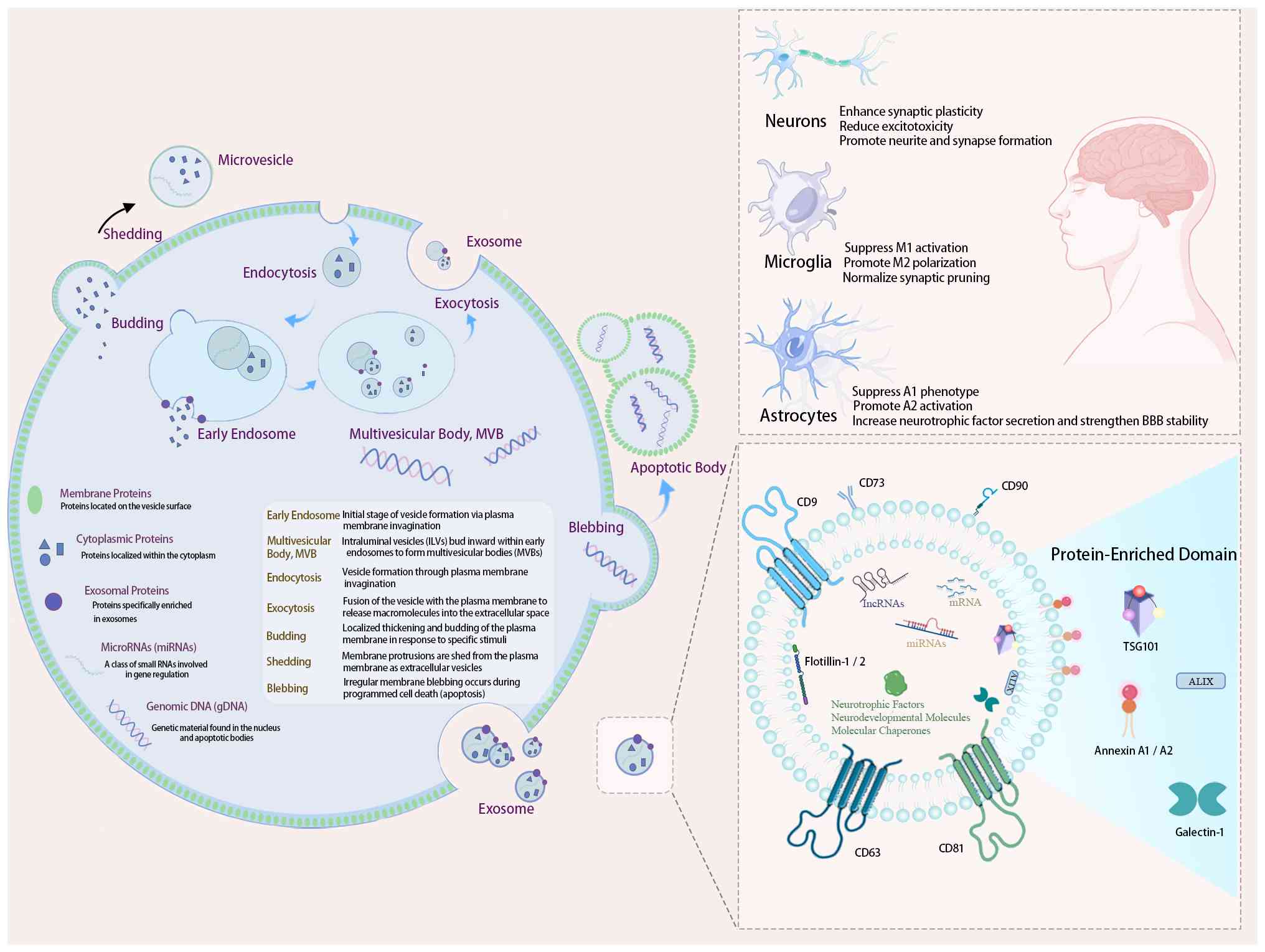 圖3:間充質(zhì)干細(xì)胞(MSC)來源外泌體在自閉癥譜系障礙(ASD)治療中的生物發(fā)生、分子組成和機(jī)制。 圖3:間充質(zhì)干細(xì)胞(MSC)來源外泌體在自閉癥譜系障礙(ASD)治療中的生物發(fā)生、分子組成和機(jī)制。