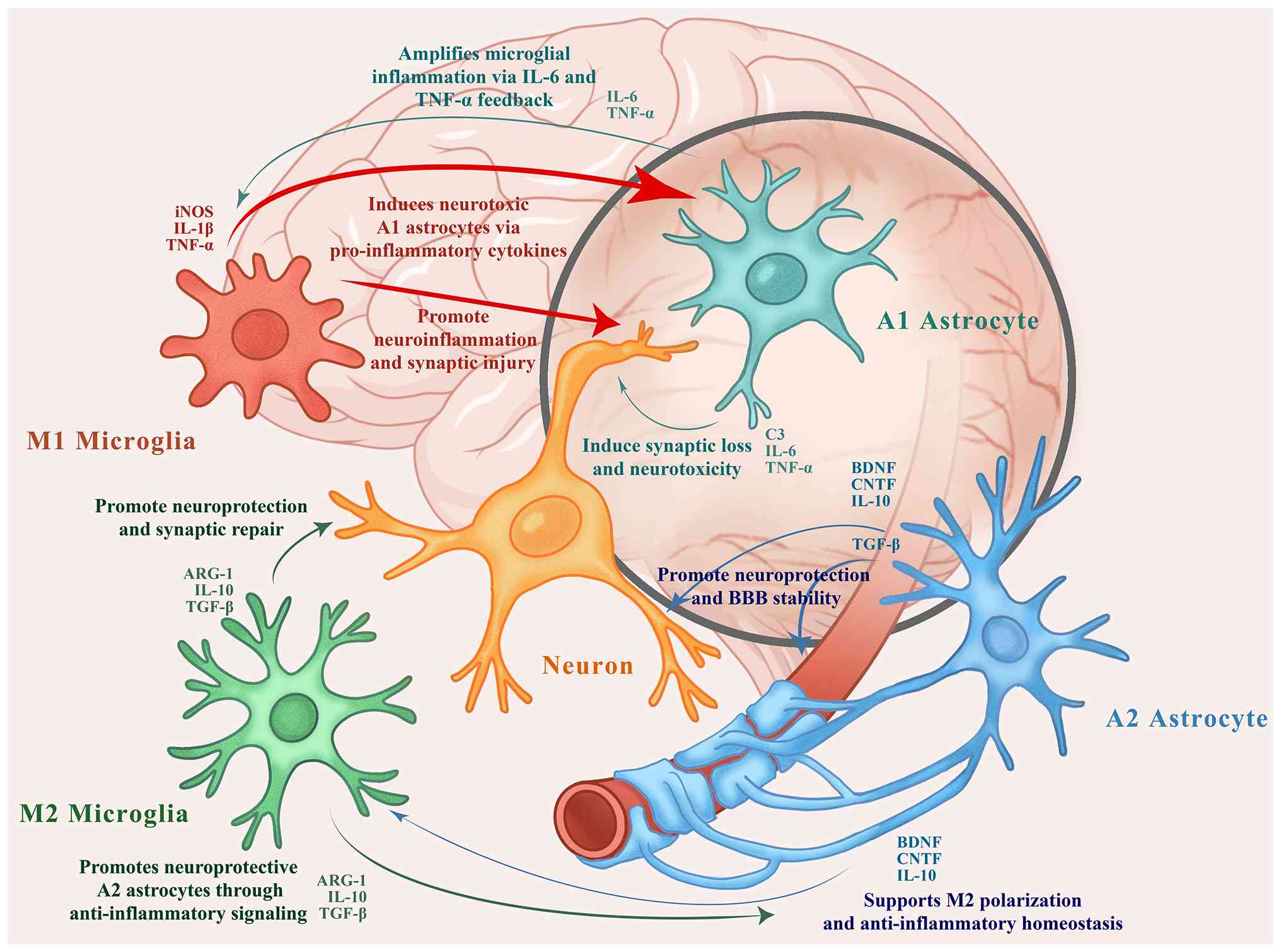 圖1:自閉癥譜系障礙患者大腦中小膠質(zhì)細(xì)胞、星形膠質(zhì)細(xì)胞和神經(jīng)元之間的相互作用。M1型小膠質(zhì)細(xì)胞和A1型星形膠質(zhì)細(xì)胞釋放促炎細(xì)胞因子(例如TNF-α、IL-1β和IL-6),這些細(xì)胞因子會(huì)加劇神經(jīng)炎癥并誘導(dǎo)突觸損傷。相反,M2型小膠質(zhì)細(xì)胞和A2型星形膠質(zhì)細(xì)胞分泌抗炎因子和神經(jīng)營(yíng)養(yǎng)因子(例如IL-10、TGF-β、BDNF和CNTF),從而促進(jìn)突觸修復(fù)、血腦屏障穩(wěn)定性和體內(nèi)平衡。 圖1:自閉癥譜系障礙患者大腦中小膠質(zhì)細(xì)胞、星形膠質(zhì)細(xì)胞和神經(jīng)元之間的相互作用。M1型小膠質(zhì)細(xì)胞和A1型星形膠質(zhì)細(xì)胞釋放促炎細(xì)胞因子(例如TNF-α、IL-1β和IL-6),這些細(xì)胞因子會(huì)加劇神經(jīng)炎癥并誘導(dǎo)突觸損傷。相反,M2型小膠質(zhì)細(xì)胞和A2型星形膠質(zhì)細(xì)胞分泌抗炎因子和神經(jīng)營(yíng)養(yǎng)因子(例如IL-10、TGF-β、BDNF和CNTF),從而促進(jìn)突觸修復(fù)、血腦屏障穩(wěn)定性和體內(nèi)平衡。
