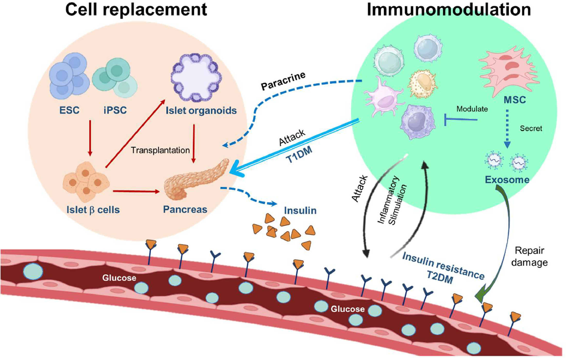 圖2.干細胞治療糖尿病的機制。