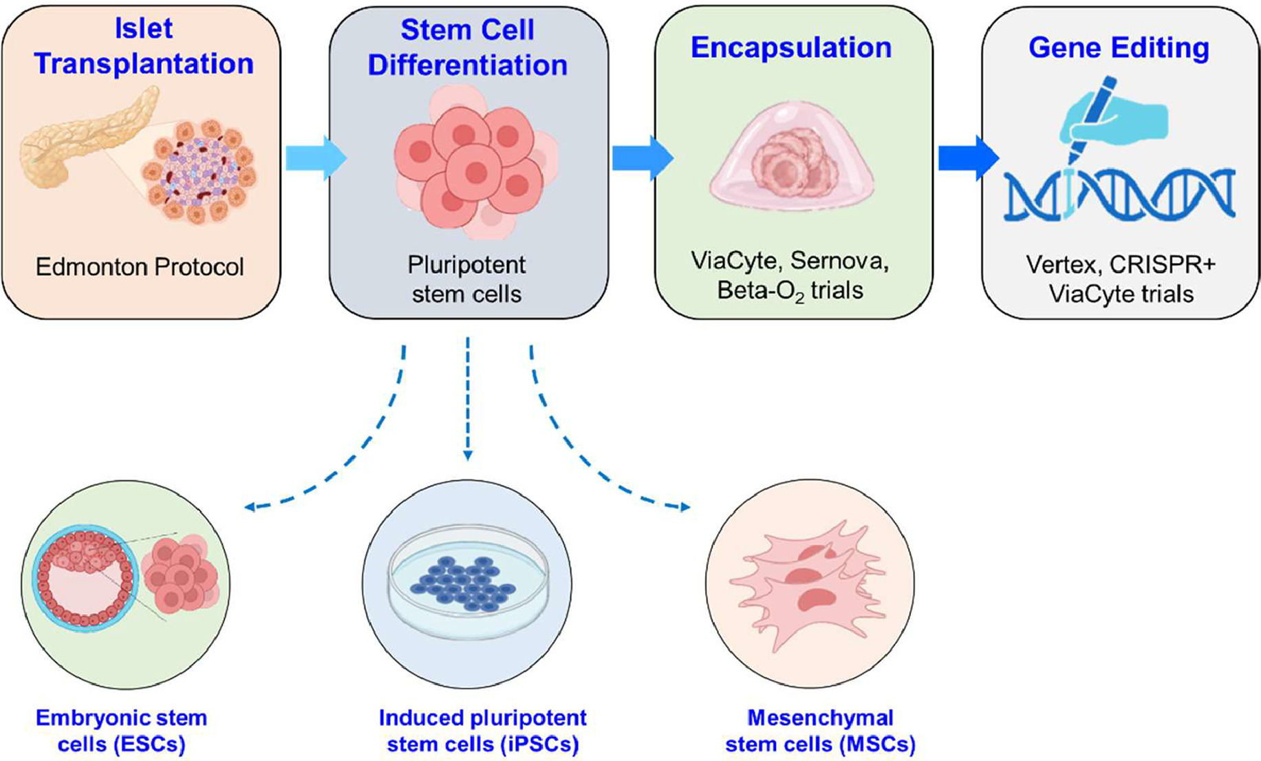 圖 1.基于干細胞的糖尿病療法的發展歷程。
